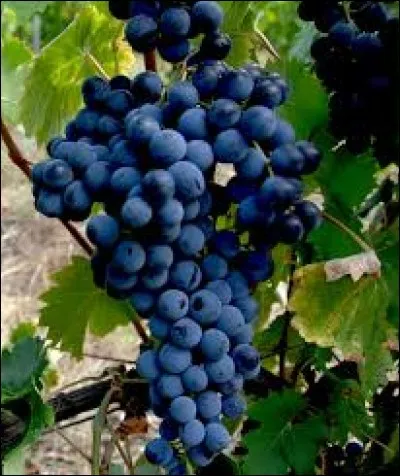 Quel est le cépage du beaujolais ?