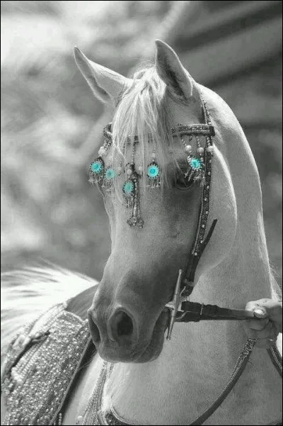 Quel cheval blanc célèbre fut engagé au "Grand Prix de Saint-Paul" ?