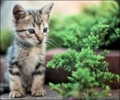 Comment dit-on "chaton" ?