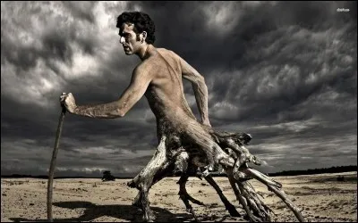 Quel est l'arbre de Zeus, Dieu du tonnerre ?