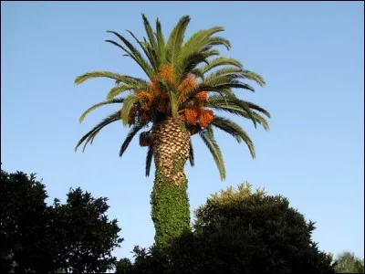 Avant l'établissement de l'islam, les habitants du Yémen, rendaient culte à une énorme plante, autour duquel ils célébraient, tous les ans une fête solennelle. quelle est-elle ?