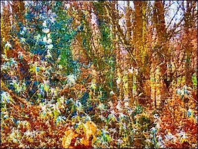 Un poète latin (39-65 après J. -C) décrit une forêt sacrée près de Marseille, que même l'armée de César n'osait y toucher : le premier il y porta la hache ; et les troupes, rassurées en voyant que les divinités des bois ne l'avaient pas foudroyé, secondèrent ses efforts. Qui est-il ?