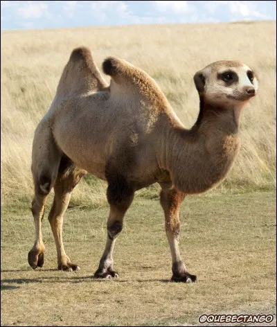 Des scientifiques se sont battus pour lui trouver un nom.