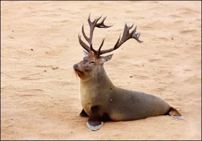 J'ai dû voyager loin pour le trouver.