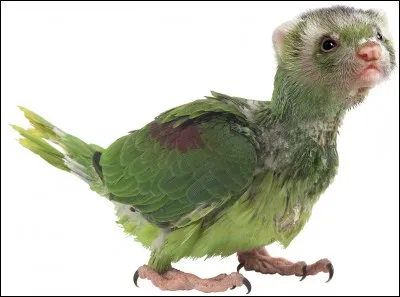Capable de reproduire certains sons, cet animal deviendra bientôt une nouvelle sorte d'animal domestique.