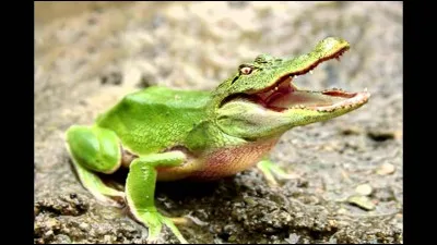 Bien que cette espèce soit petite et mignonne, il ne faut pas s'en approcher de trop près. Elle ne vit que dans les jungles humides !