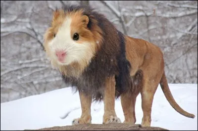 Si grand soit-il, il est très difficile à trouver, même moi j'ai eu du mal à l'apercevoir.