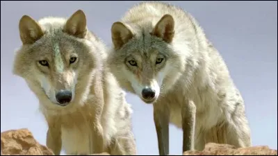 Là-bas, il capture alors un louveteau pour l'apprivoiser. Alors qu'une relation se développe entre lui et l'animal, les loups sont menacés par un officier du gouvernement qui décide par tous les moyens d'éliminer les loups de la région.