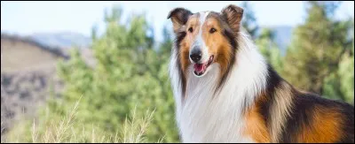 Dans ces films, la chienne colley est souvent une bergère de moutons. Il existe des films, des séries et des livres !