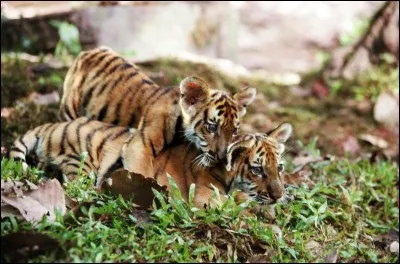 Dans ce film, deux tigres sont capturés et feront tout pour retrouver leur mère.