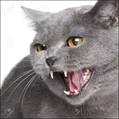 Combien de dents a le chat ?