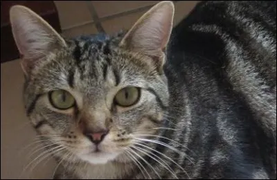 Les moustaches du chat lui servent à...