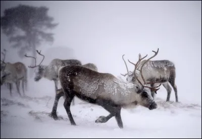 Les reines magique appartiennent au P&egrave;re No&euml;l.