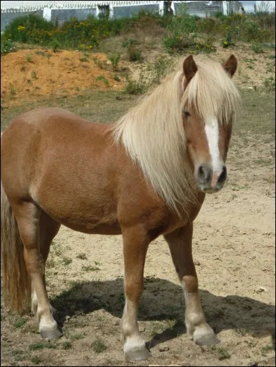 Quelle est la robe de ce poney ?