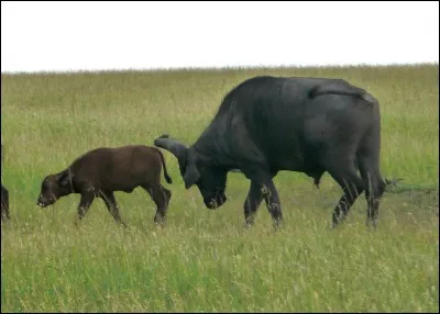 Comment se nomme le petit du buffle ?