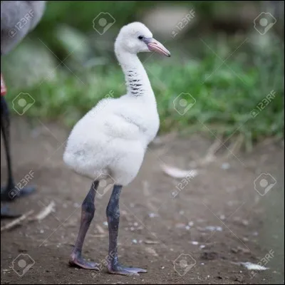 Pouvez-vous me rappeler le nom du petit du flamant ?