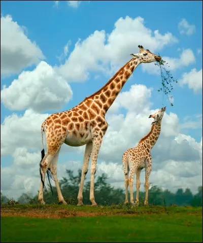 Le petit de la girafe est le ...