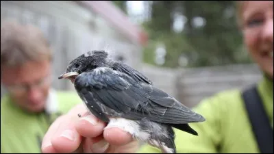 Pour l'hirondelle, est-ce l'hirondeau ou l'hirondet ?