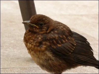 Et pour le merle, le petit ...