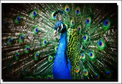 Le nom du petit paon est :