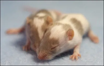 Quel est le nom du petit d'une souris ?