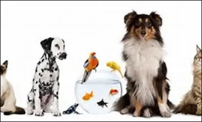 Lequel de ces animaux est ton préféré ?