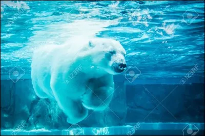 Si dans un de tes rêves tu vois un ours (dangereux car il ne contrôle pas sa force, signe de danger), que t'imagines-tu ?