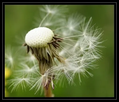 Quelle fleur illustre les couvertures des dictionnaires Larousse ?
