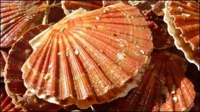 Combien d'yeux possède la coquille Saint-Jacques ?