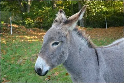 Quel est le nom de l'âne dans Winnie l'ourson ?