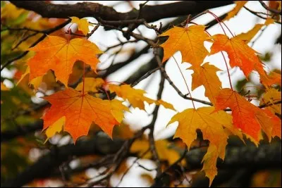 'Les sanglots longs de l'automne blessent mon coeur d'une langueur monotone. ' De quel poète sont ces vers ?