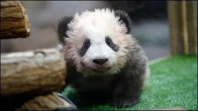 Quel est le nom de baptême du bébé panda de 4 mois du zoo de Beauval ?