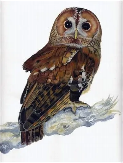 Quel est ce rapace nocturne ?