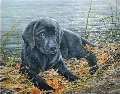 Comment s'appelait la chienne labrador noire de François Mitterrand ?