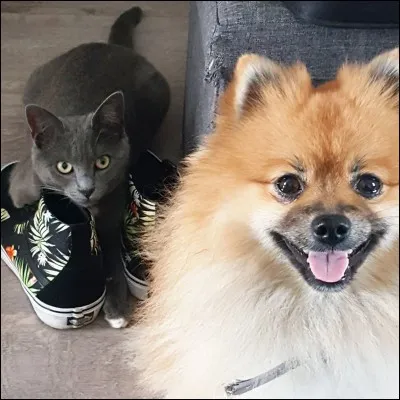 Combien d'animaux a-t-elle ?