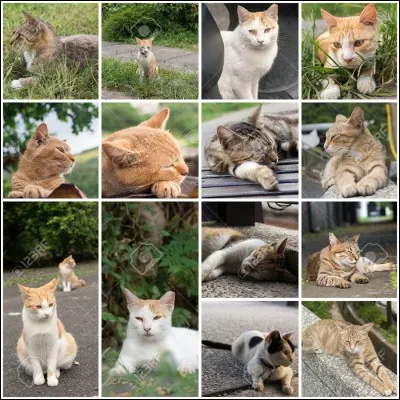 Quel est le plus rapide de ces félins ?