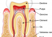 Quiz Les dents et les dentistes