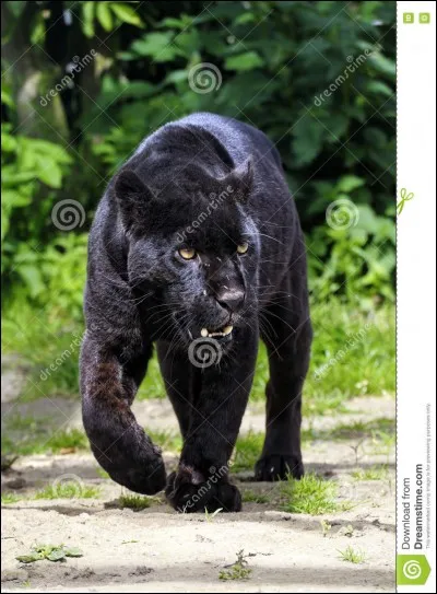 Priez le dieu soleil, pour que la réponse surgisse de la pyramide de vos souvenirs !