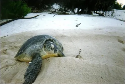 Quelle île est le principal centre de reproduction des tortues vertes ?