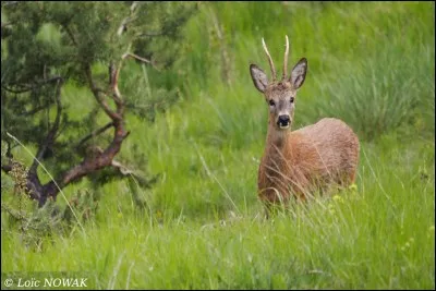 Que je sois r&eacute;introduit, ou que je sois arriv&eacute; en France par mes propres moyens, j'adore d&eacute;guster l'animal de la photo !