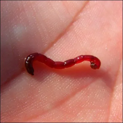 J'en suis tr&egrave;s friand, je suis ...