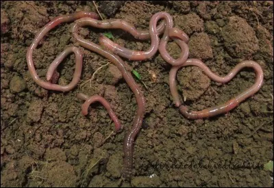 Moi je pr&eacute;f&egrave;re tr&egrave;s nettement ce genre de vers !