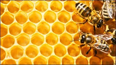 Je l'adore, surtout son miel et ses larves !