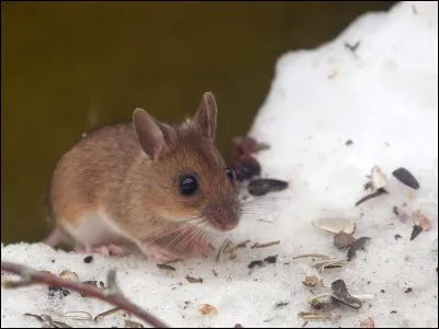 C'est l'une de mes occupations pr&eacute;f&eacute;r&eacute;es, je mulote !