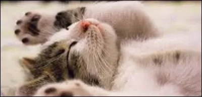 Vrai ou faux ? Le chat dort plus que le chien.