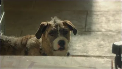 Comment s'appelle le chien de Deeks ?