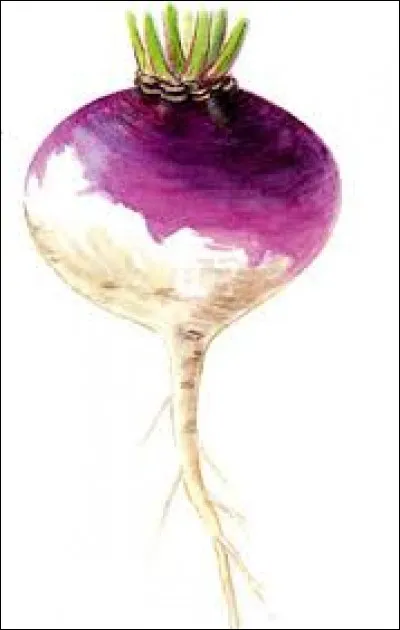 Trouvez la proposition qui n'est pas synonyme de "navet" ou "bide".