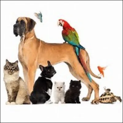 Lequel de ces animaux préfères-tu ?