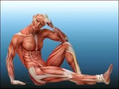 Combien y a-t-il de muscles dans le corps humain ?