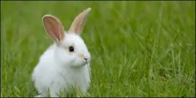 Complétez cette expression : "Ça ne vaut pas un ... de lapin".